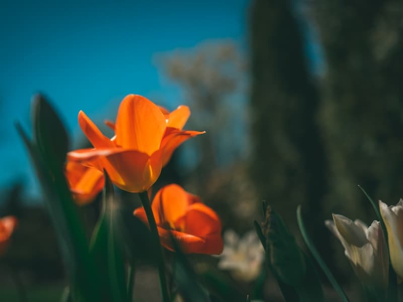 Doorsnede van een strokenfundering met betonnen stroken onder draagmuren van een Belgische woning